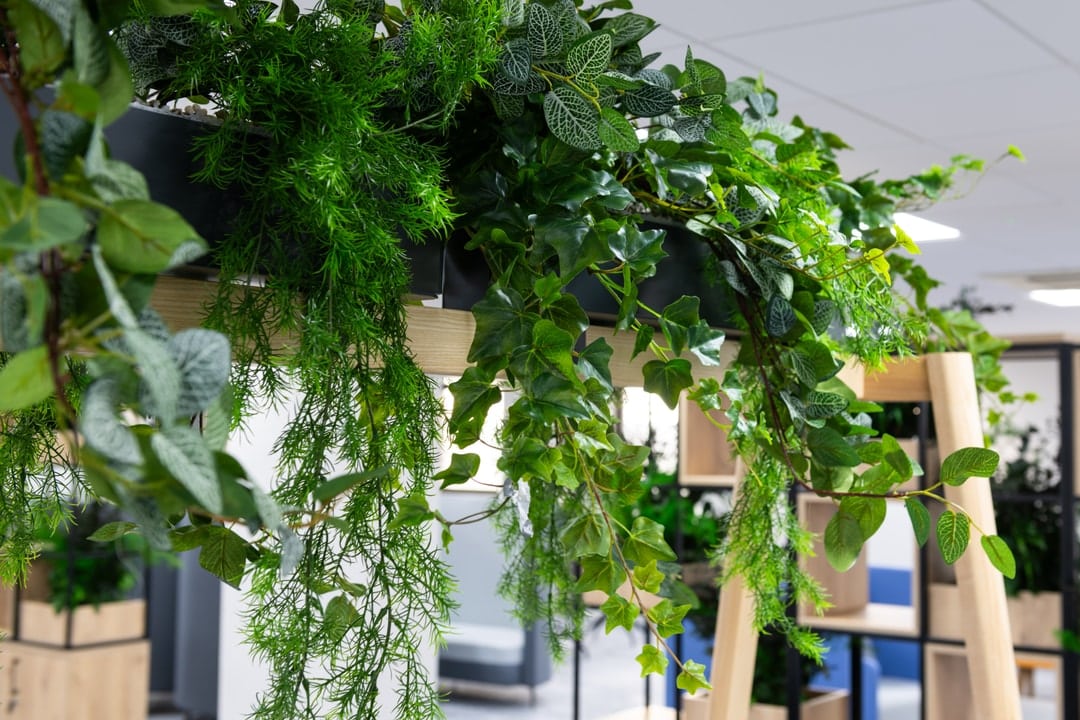 Biophilia hanging in the office